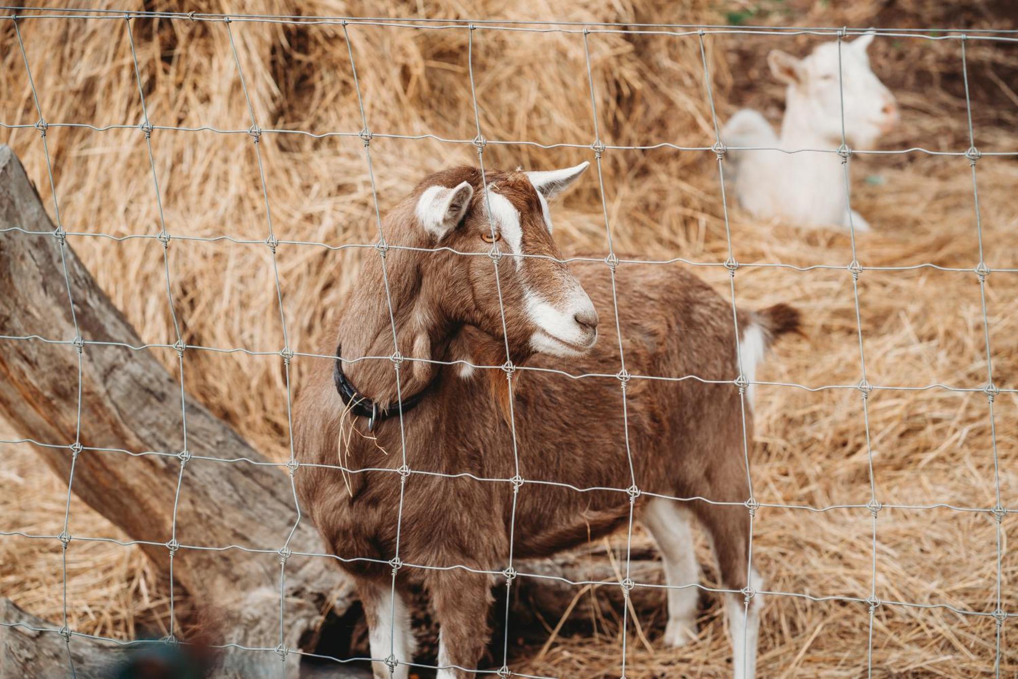 Freshwater Creek Cottages & Farm Stay Torquay Extérieur photo