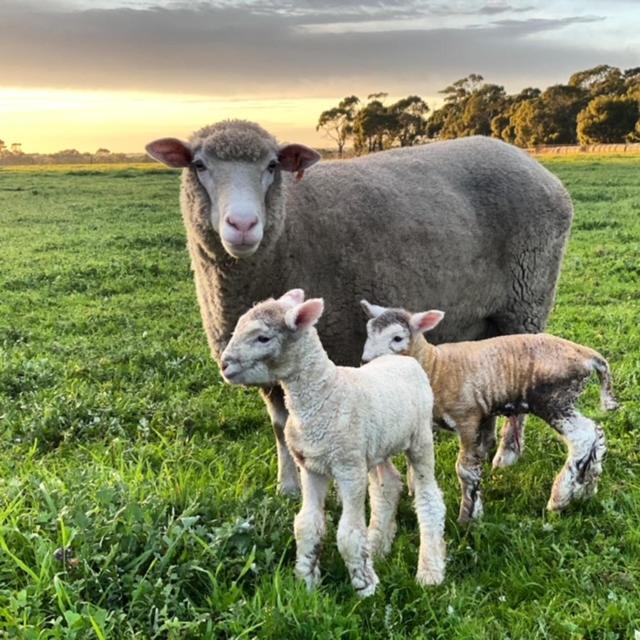 Freshwater Creek Cottages & Farm Stay Torquay Extérieur photo