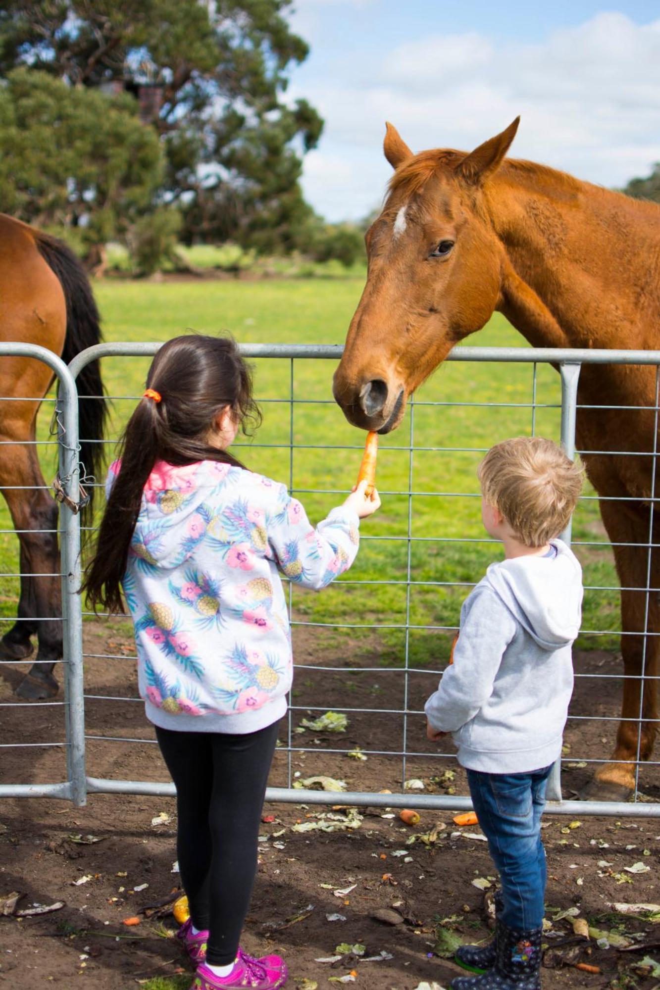 Freshwater Creek Cottages & Farm Stay Torquay Extérieur photo