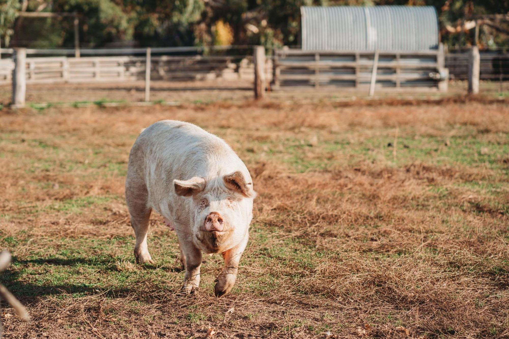 Freshwater Creek Cottages & Farm Stay Torquay Extérieur photo